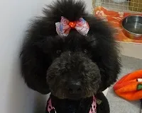 名前 リコリス (♀)