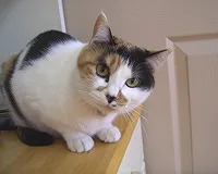 名前 夢小町 (♀)