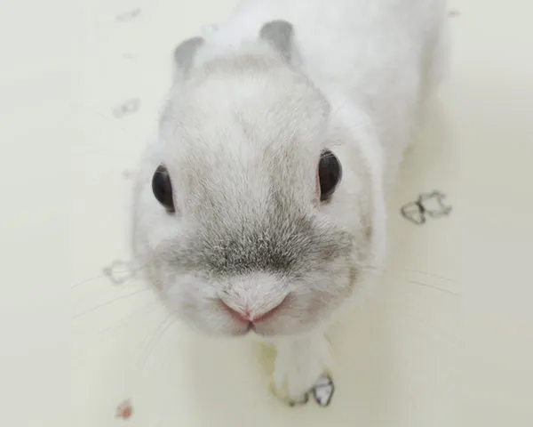 名前 63(ろみ)ちゃん (♀)