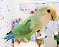 名前 トーリー (♂)